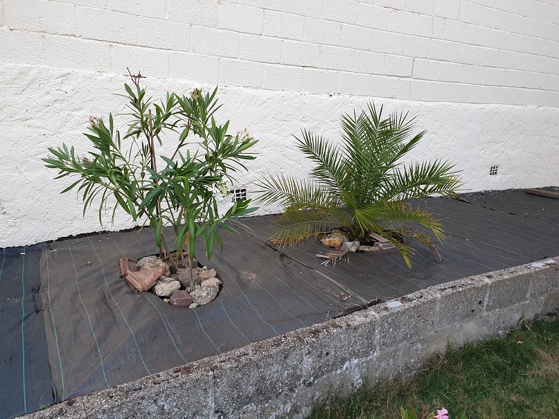 Mise en terre du Phoenix Canariensis et de laurier rose.