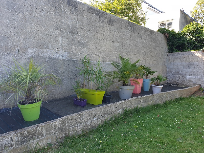 Mise en place d'un tissu afin d'éviter que les mauvais herbes poussent et que les chats du quartier retourne la terre pour faire leurs besoins.