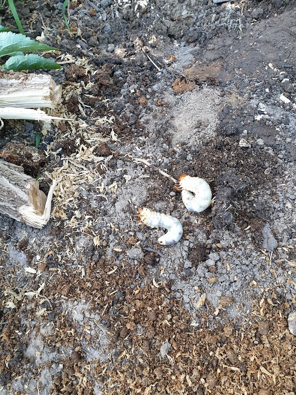 Petite surprise en retirant les arbres mort, des hannetons sont présents dans la terre.