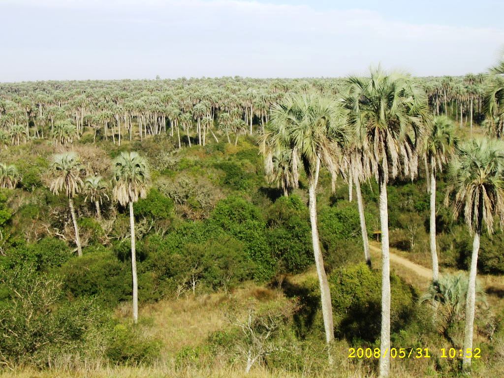 Foret de butia yatay