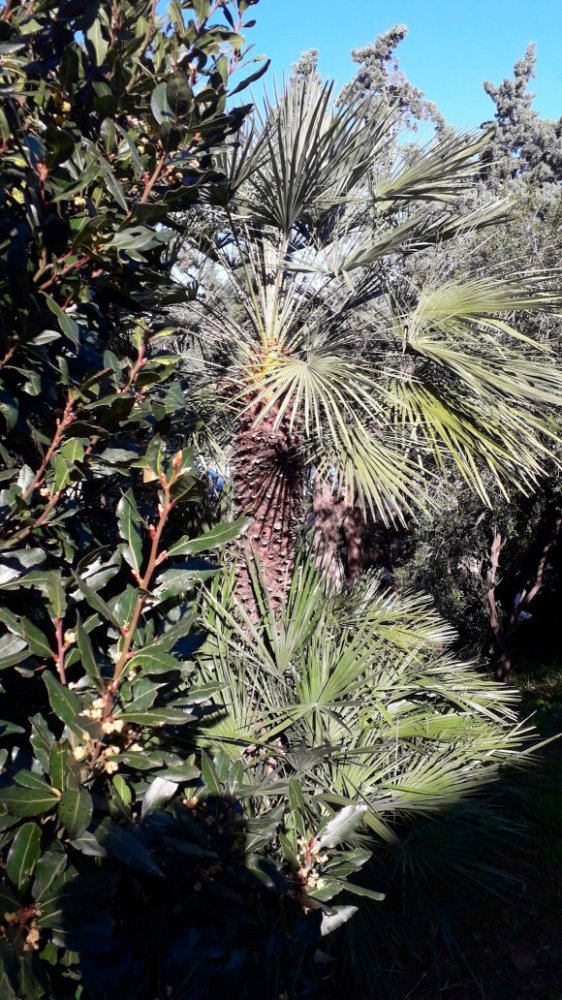 Chamaerops humilis