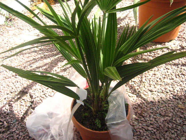 humilis
