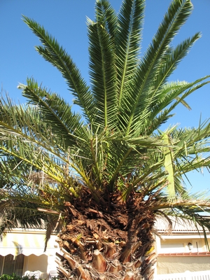 P.Clairfont, Paysandisia sur Phoenix.jpg