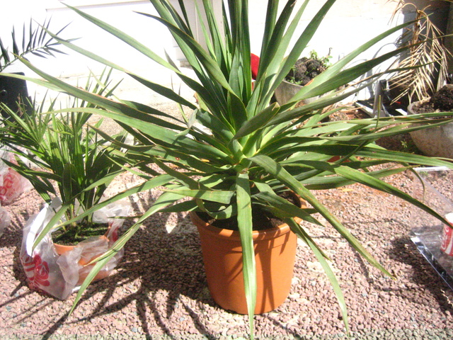 dracaena draco