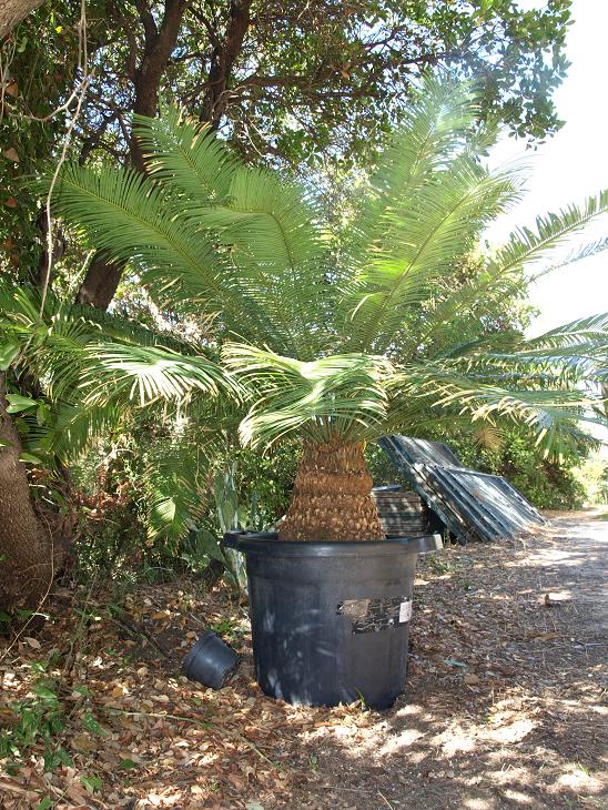 Plante dans son ensemble.
