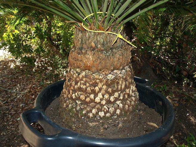 guihzouensis1.jpg