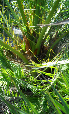 palm.jpg
