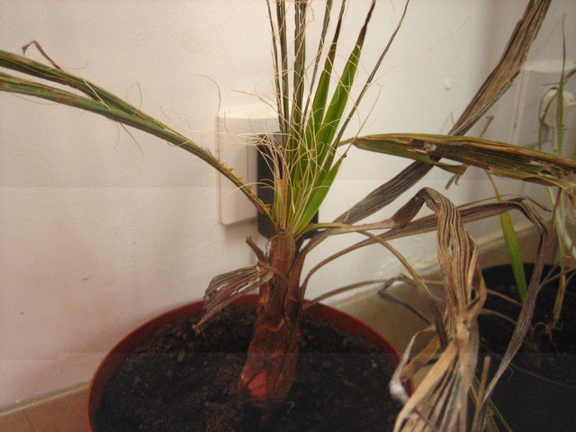 washingtonia féliféra
