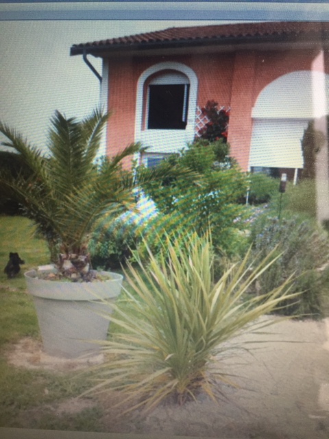 cordyline à la plantation et phoenix qui etait en pots