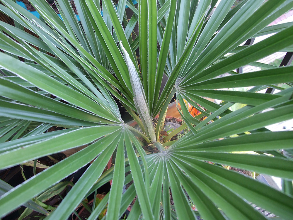 DSCF1711bis.jpg
