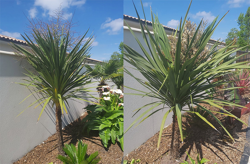 cordylines_fleurs.jpg