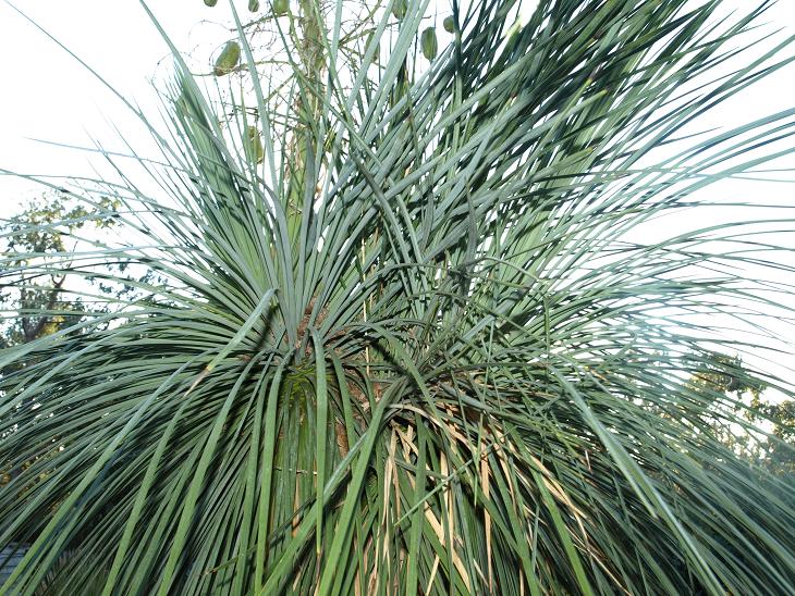 Yucca linearifolia actuellement en fructification présente des débuts de &quot;ramification&quot;.