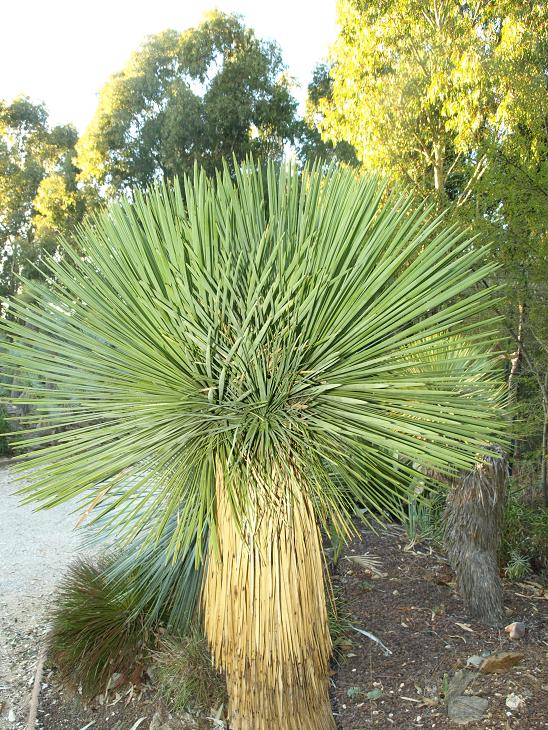 J'ai déjà posté une photo de cette plante en fleur (forme verte). Deux ans plus tard voici le résultat : Trois têtes dont deux ont bien démarré. Il est possible que certaines têtes ne survivent pas longtemps.