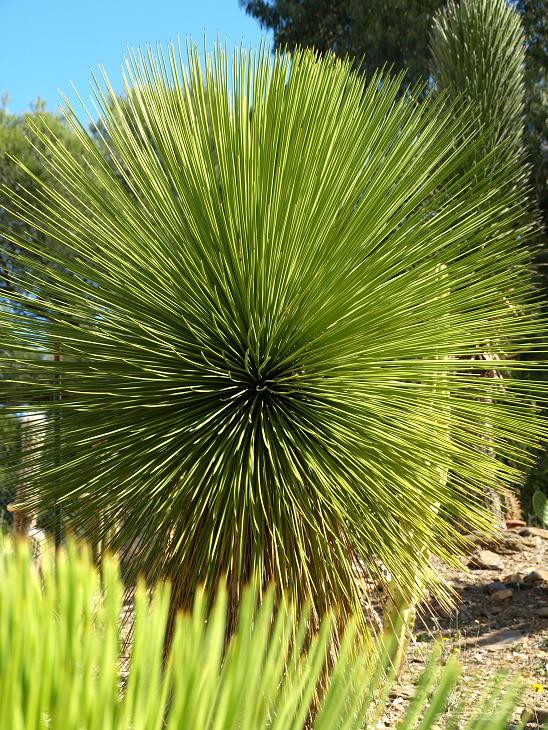 Yucca queretaroensis