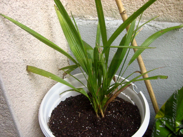 plantules
