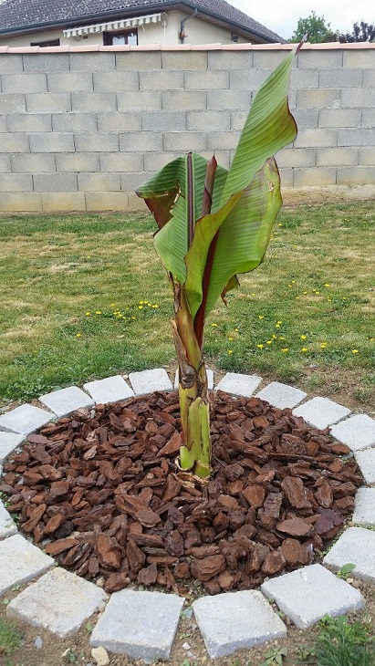 Ensete Maurelli