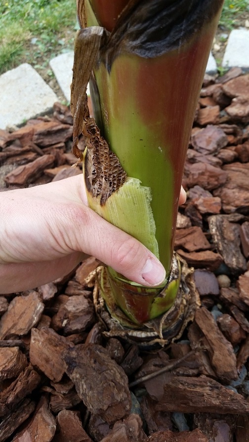 Ensete Maurelli