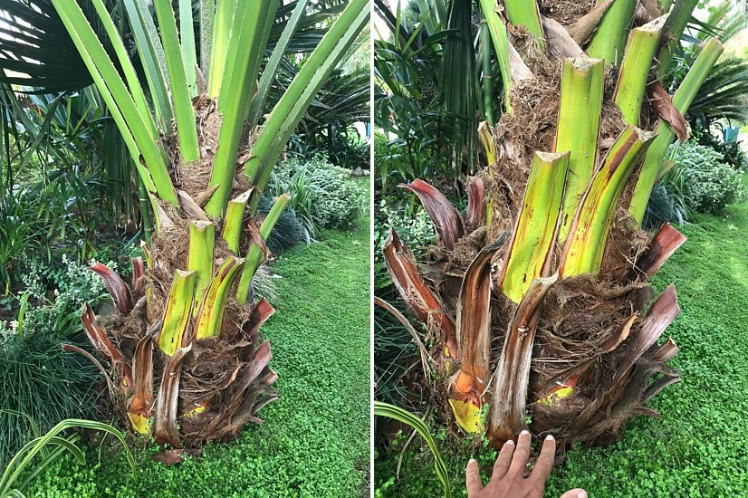 Edulis 1.jpg