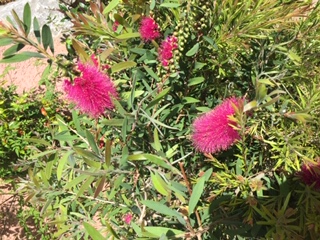 debut floraison callistemon rose