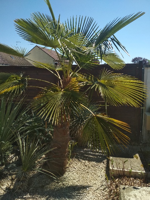 Trachycarpus ukhrulensis vraiment superbe !