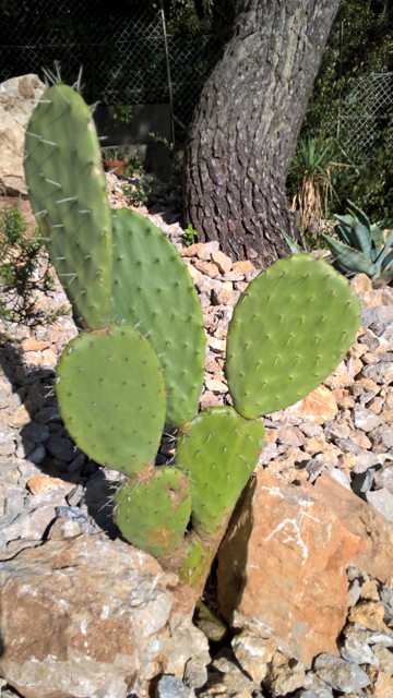 Opuntia-1.jpg