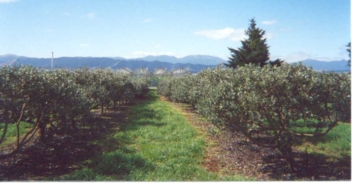 feijoas in Tasmania (Australia).jpg