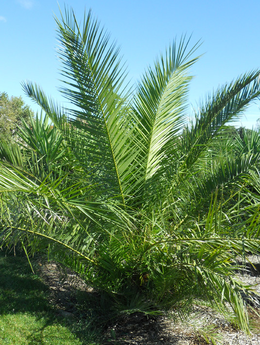 une photo du palmier dans son aspect global : il ressemble à un canariensis classique pourtant l'on peut remarquer que le port est un peu plus &quot;élégant&quot;,plus gracile si je le compare à d'autres canariensis juvéniles du jardin. Le feuillage est moins sombre aussi; ceci étant il a été replanté il y a un an et demi donc la couleur du feuillage est aléatoire.