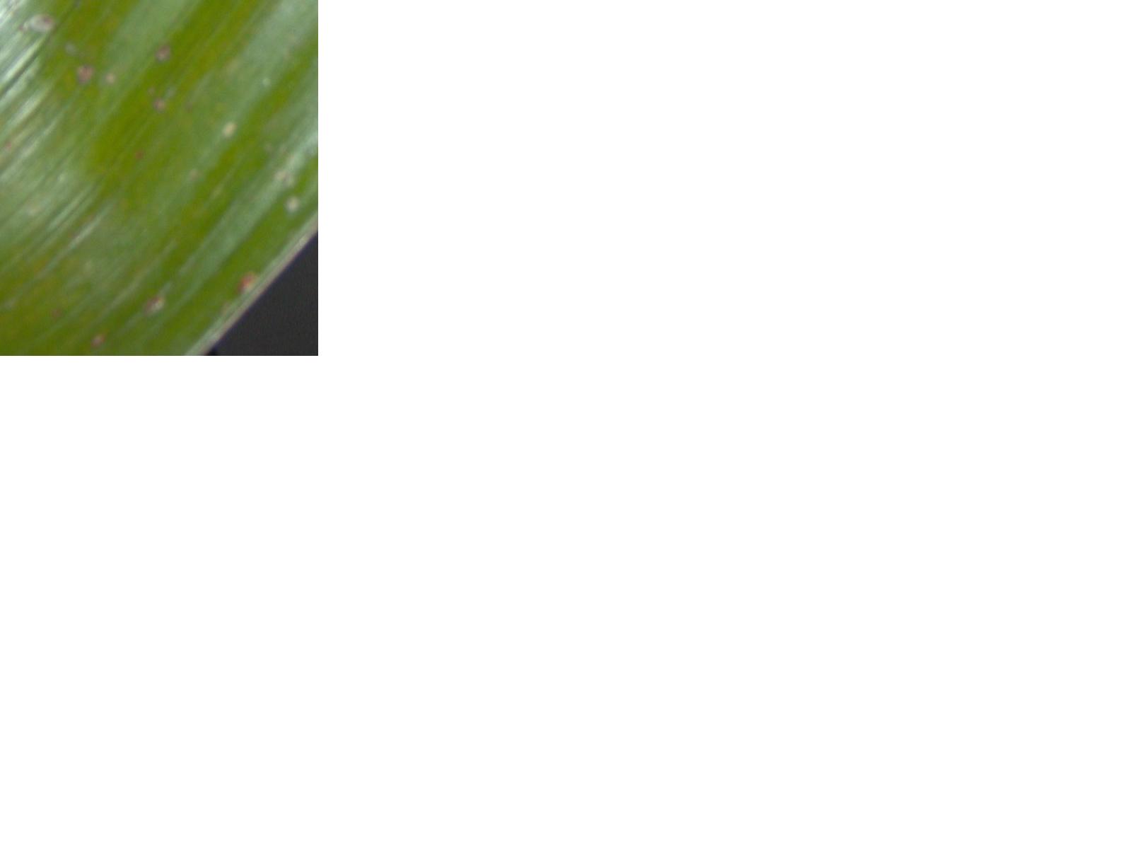 Parasites sur hyophorbe lagenicaulis gros plan.JPG