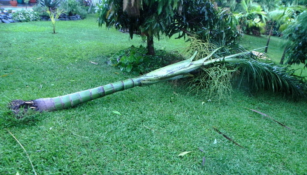 Dypsis madagascariensis.jpg