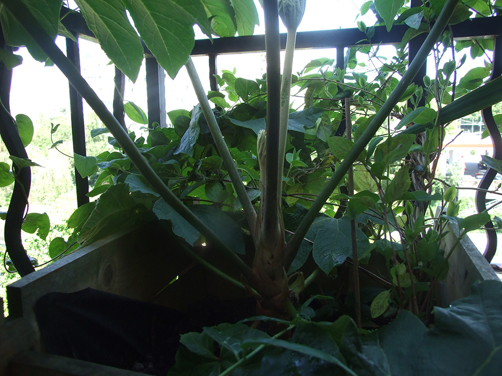 DSCF1763bis.jpg