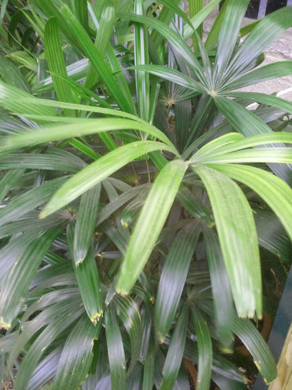 mon rhapis excelsa