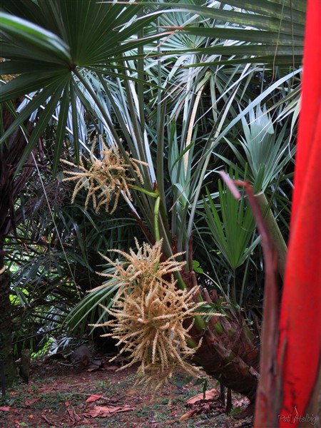 Le Serenoa repens silver est à nouveau en fleurs..jpg