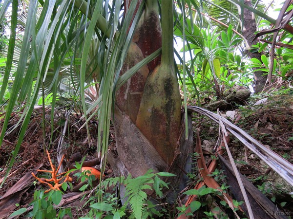 Le stipe naissant du Dypsis prestonania,déjà massif!.jpg