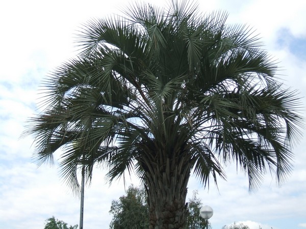 palmier2.jpg