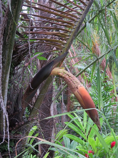 2 Une inflorescence sur l'Arenga pinnata!.jpg