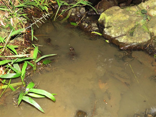 8 Je la relâche dans son trou d'eau....jpg