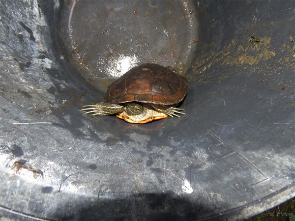 5 Plus tard, raclant le trou d'eau dans la petite ravine, pour arroser certains jeunes palmiers, qu'elle n'est pas ma surprise de récolter une tortue dans mon seau!!.jpg