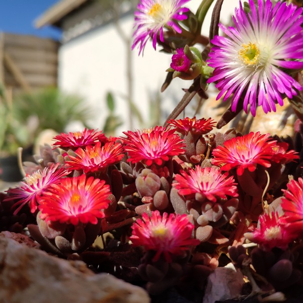 Jolie floraison de délo en mars