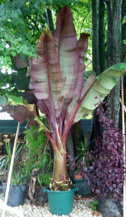 ensete.jpg