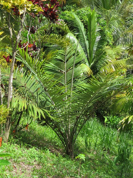 Le palmier de Bahia ou palmier Buri-Allagoptera caudescens-prend  son temps...Il pousse plutôt dans des sol sabloneux sur le littoral atlantique du Brésil....jpg