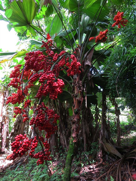 Le plus jeune des Licuala grandis et ses grappes de fruits très colorés!.jpg
