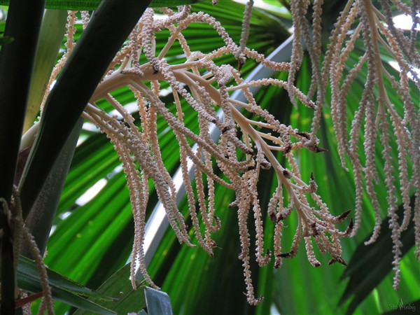 Nouvelle inflorescence sur le Licuala ramsayi..jpg