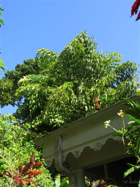 Le Caryota mitis variegata devient majestueux malgré un sol composé principalement de tuf à cet endroit....jpg