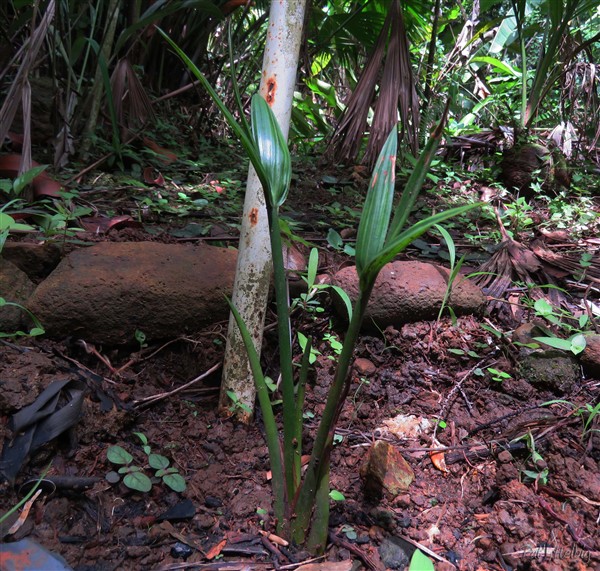 Le Nypa fruticans installé au bord de la ravine, le beau cadeau du Docteur Pastel,le plus ancien collectionneur de palmiers de la Martinique qui a créé Las Palmas une riche palmeraie située à quelques km de chez moi!.jpg