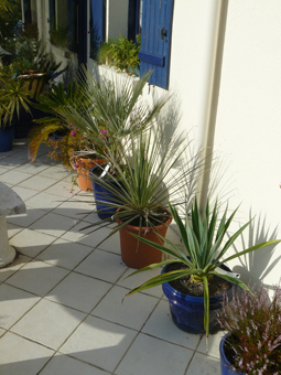 De gauche à droite : Yucca elephantipes, Cyccas revoluta, Brahea armata, Desikirion serratifolia, Beschonaria yuccoïdes, Erica (apparue spontanément dans un pot de fleurs…)