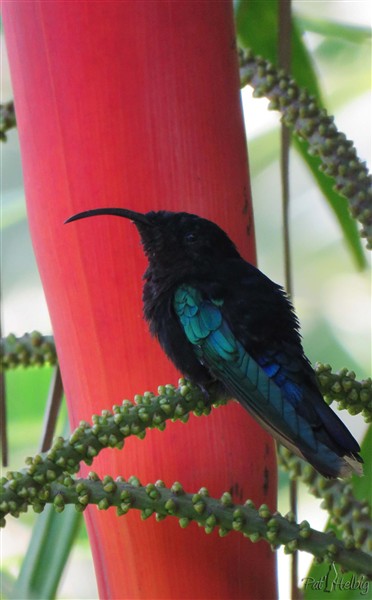 Dans ses pays d'origine, de Thaïlande à Sumatra le palmier rouge n'a jamais rencontré de colibri!.jpg