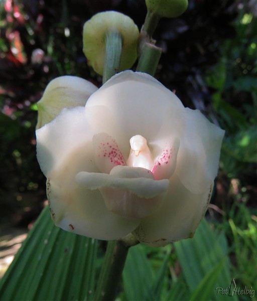 Espititu santo nom donné à cette orchidée au Panama..jpg