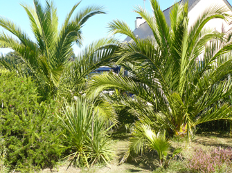 Phœnix, Cordyline, Washingtonia246 Ko.jpg