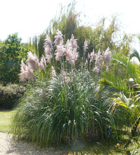Cortaderia selloana.