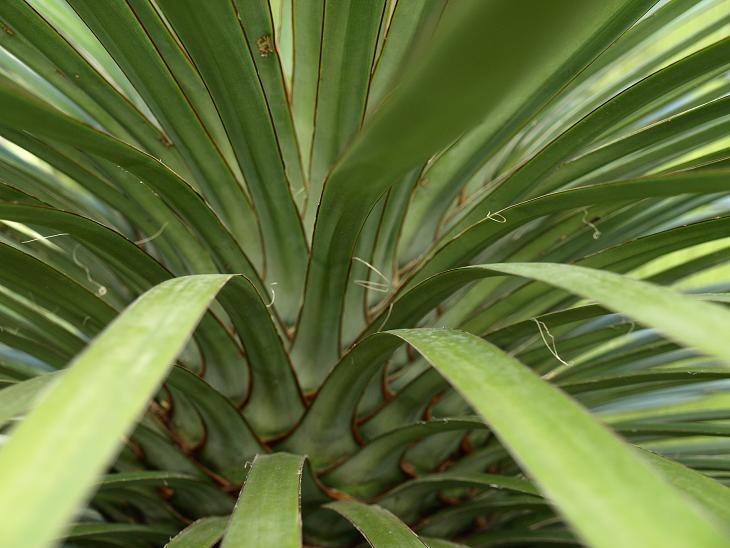 Détail des feuilles. Les fils sont présents à la base de la feuille.